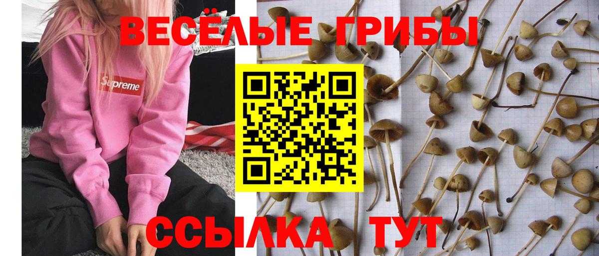 Псилоцибиновые грибы Cubensis  Галлюциногенные грибы Psilocybine cubensis  Батайск  Вход с VPN 